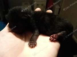Kittens