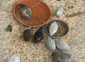 Button quails