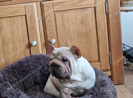 French bulldog