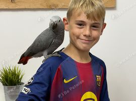 African Grey Baby & Cage