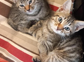 Beautiful fluffy hair male kittens