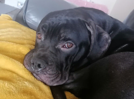 12 months old male