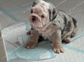 Chunky British Bulldog Puppies