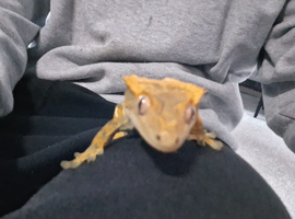 Leopard gecko