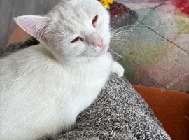 White cat