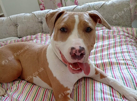 Olive needs her forever home