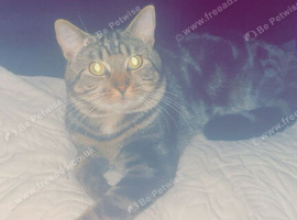 Milo