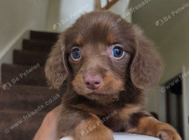 Miniature Long- Haired Dachshund