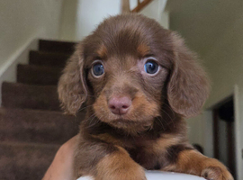 Miniature Long-Haired Dachshund