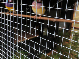 Pair gouldion finches