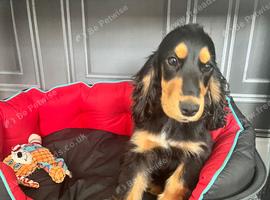 Absolutely adorable show cocker spaniel girl