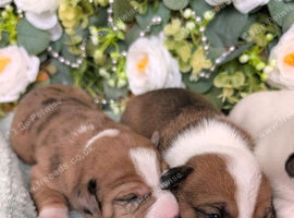 3/4 Jack Russell puppies