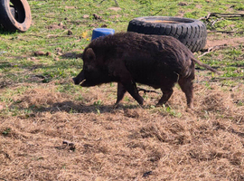 Micro pig, juliana pig, mini pig,