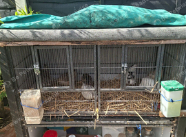 7 mixed quail with hutch