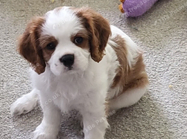 Cavalier king charles spaniel puppy - blenheim