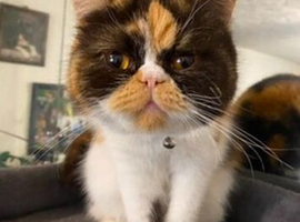 Calico Exotic short haired