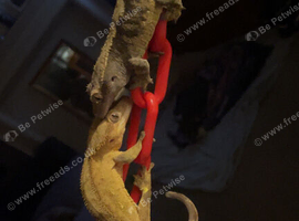 PROVEN BREEDING PAIR + BABY + COMPLETE EXO TERRA SETUP