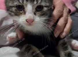 Gorgeous boy kitten