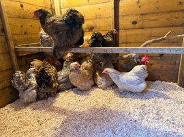 Pekin Bantam Hatching Eggs
