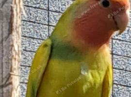 i&rsquo;ve got one love bird left