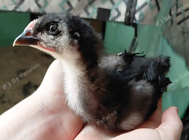 Bantam Orpington Chicks