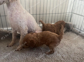 Fully red Cavapoo puppies