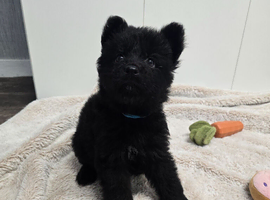 German Shepherd Long Hair  Black Puppies