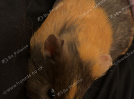2 guinea pigs & full kit