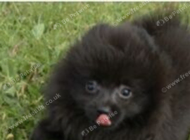 7 months old female pomeranain