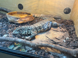 Black and white tegu (comes with everything)