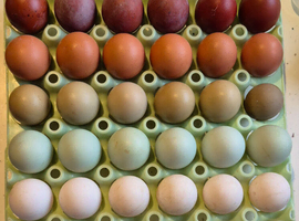 Pure Breed Hatching Eggs