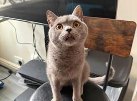British shorthair  3 male
