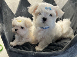 KC Reg Maltese Puppies