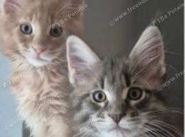 Maine Coon Boys from Large line(pet only)