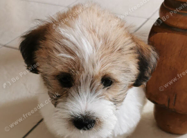 Shih tzu x jorkie pups