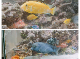 Blue Dolphin and Yellow Lab