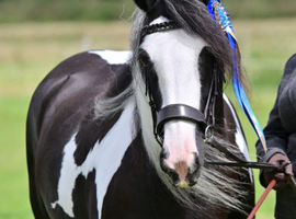 Wanted grazing for ponies or land to rent