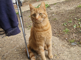 Male ginger cat