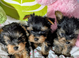 Beautiful Yorkshire Terrier Puppies