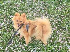 Orange pomeranian female