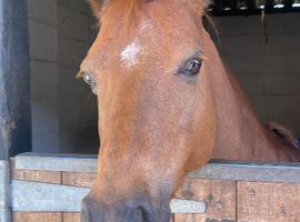 WANTED : 13'3-14'1 Pony(no cobs) WE ARE BASED NORTH YORKSHIRE
