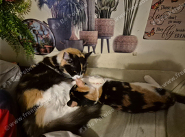Maincoon x Siamese Kittens. Ready Now