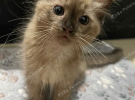 Rare! Two beautiful ragdolls