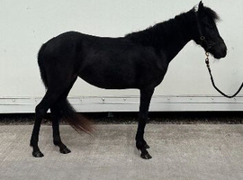 Show pony type