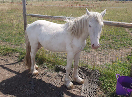 2 year old stepping  cob gelding