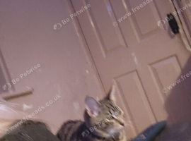TABBY CAT FOR SELL NEED GONE ASAP