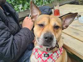 Rehoming