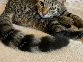 Beautiful tabby girl