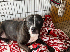 Rehome Staffy