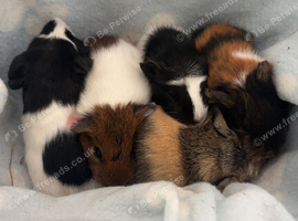 Baby guinea pigs